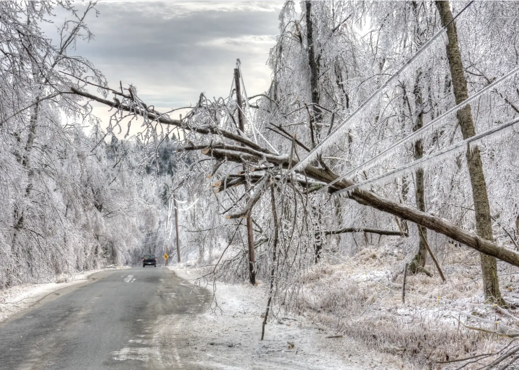 Icy tree has fallen over a power line and is dangerously hanging over a snowy road.
