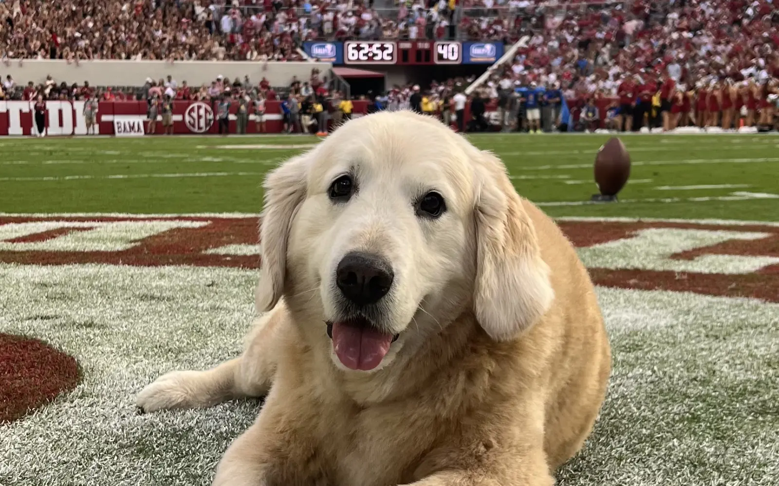 Ben the dog shown on field in the in-zone of a football field.