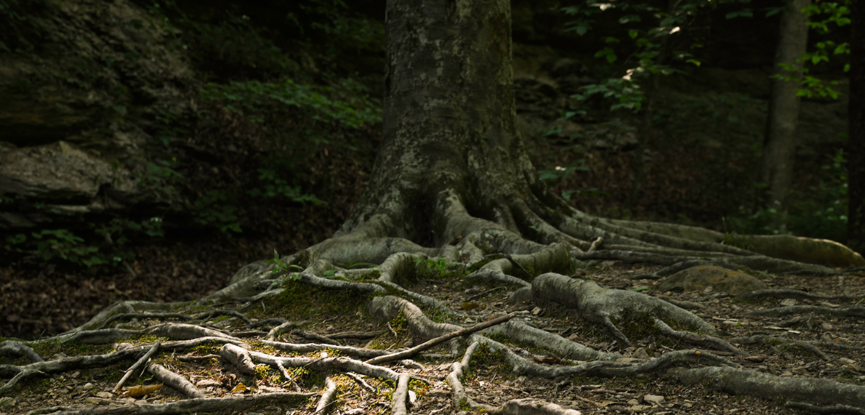 Foundational Roots - MTDF Placeholder